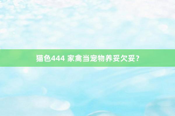   猫色444 家禽当宠物养妥欠妥？