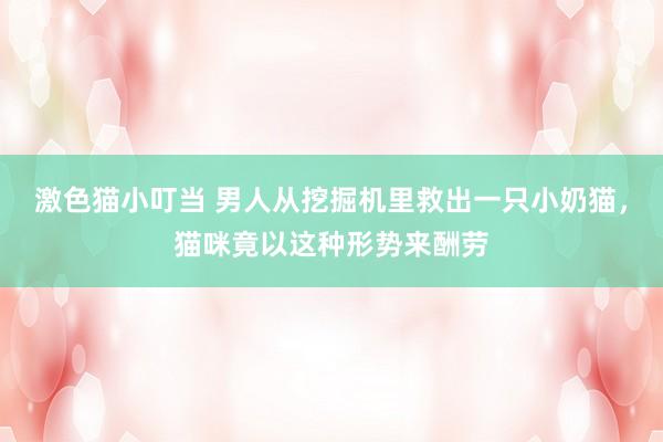   激色猫小叮当 男人从挖掘机里救出一只小奶猫，猫咪竟以这种形势来酬劳