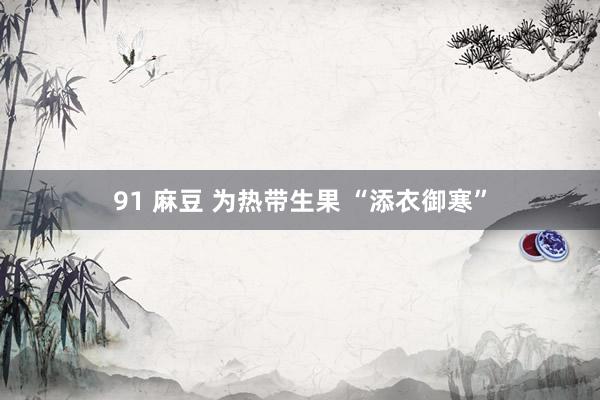   91 麻豆 为热带生果 “添衣御寒”